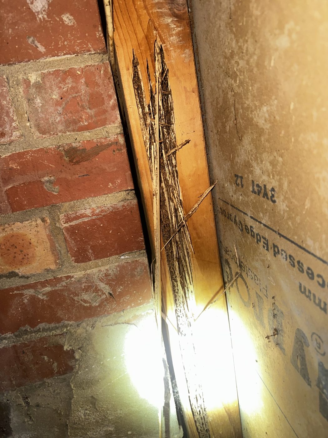 Termite damage beside a brick wall